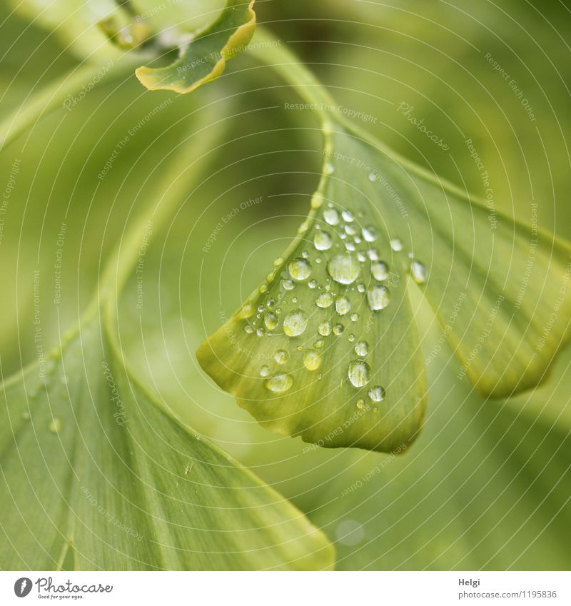 Nahaufnahme eines grünen Ginkgoblattes mit Regentropfen Umwelt Natur Pflanze Wassertropfen Frühling Baum Blatt Park Wachstum ästhetisch außergewöhnlich