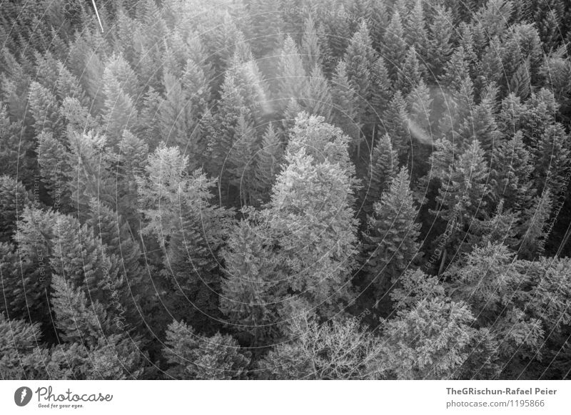 Wald Umwelt Natur grau schwarz weiß Baumkrone Gegenlicht Stimmung Morgendämmerung Sträucher Leben Schwarzweißfoto Außenaufnahme Luftaufnahme Menschenleer