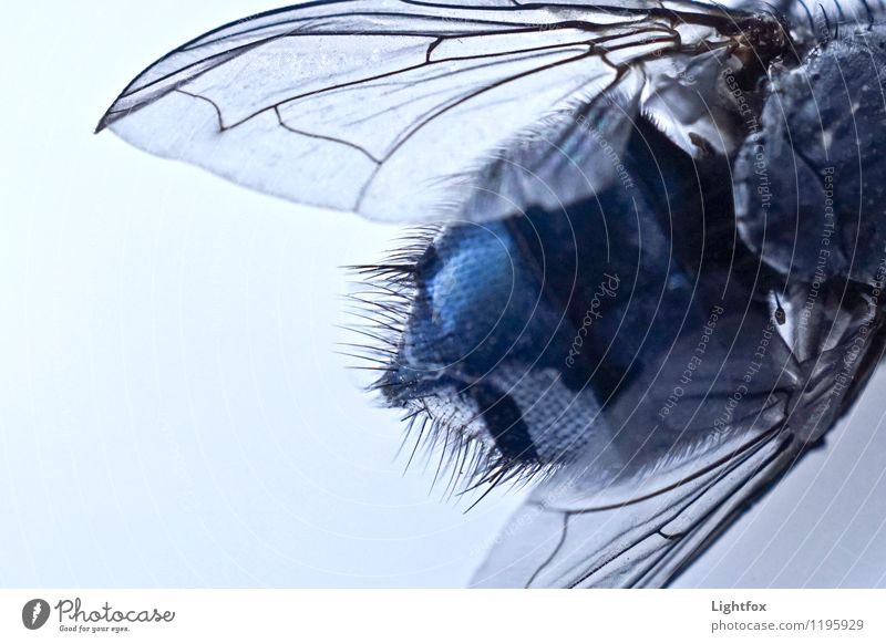 Brummer Tier Fliege Flügel 1 blau fliegen Schmarotzer Fressen Aaas Tragfläche Detailaufnahme Zoomeffekt Haare & Frisuren Borsten Struktur Farbfoto