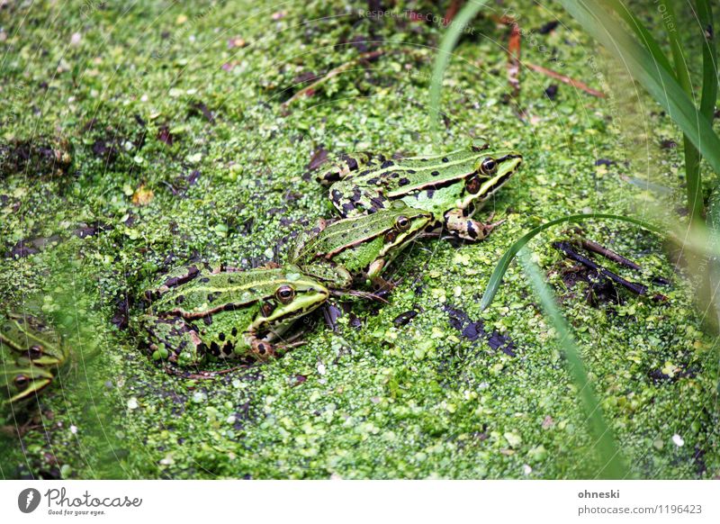 Trio mit vier Fäusten Teich Tier Frosch 3 natürlich grün Umwelt Umweltschutz Farbfoto Außenaufnahme Textfreiraum oben Textfreiraum unten Tag Tierporträt