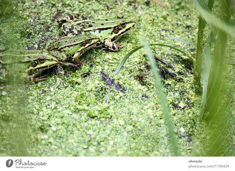 Trio Natur Tier Gras Grünpflanze Teich Frosch Laubfrosch 3 Tiergruppe grün Farbfoto mehrfarbig Außenaufnahme Muster Strukturen & Formen Textfreiraum unten
