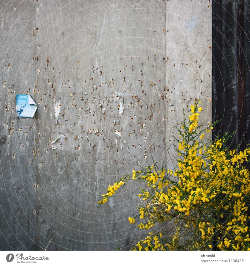 Pinnwand Pflanze Mauer Wand Fassade Schwarzes Brett Zettel alt gelb Kommunizieren Farbfoto Außenaufnahme abstrakt Muster Strukturen & Formen Textfreiraum oben