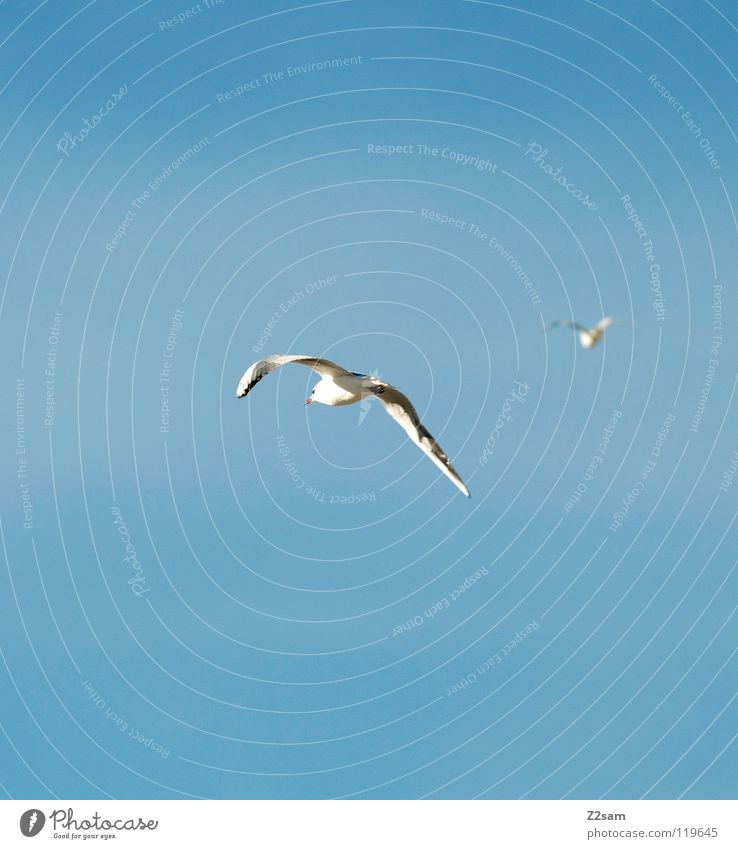 verfolgungsjagd Vogel 2 weiß Feder drehen Unschärfe Tier Verfolgungsrennen fliegen nach Flügel Himmel blau hell Kurve