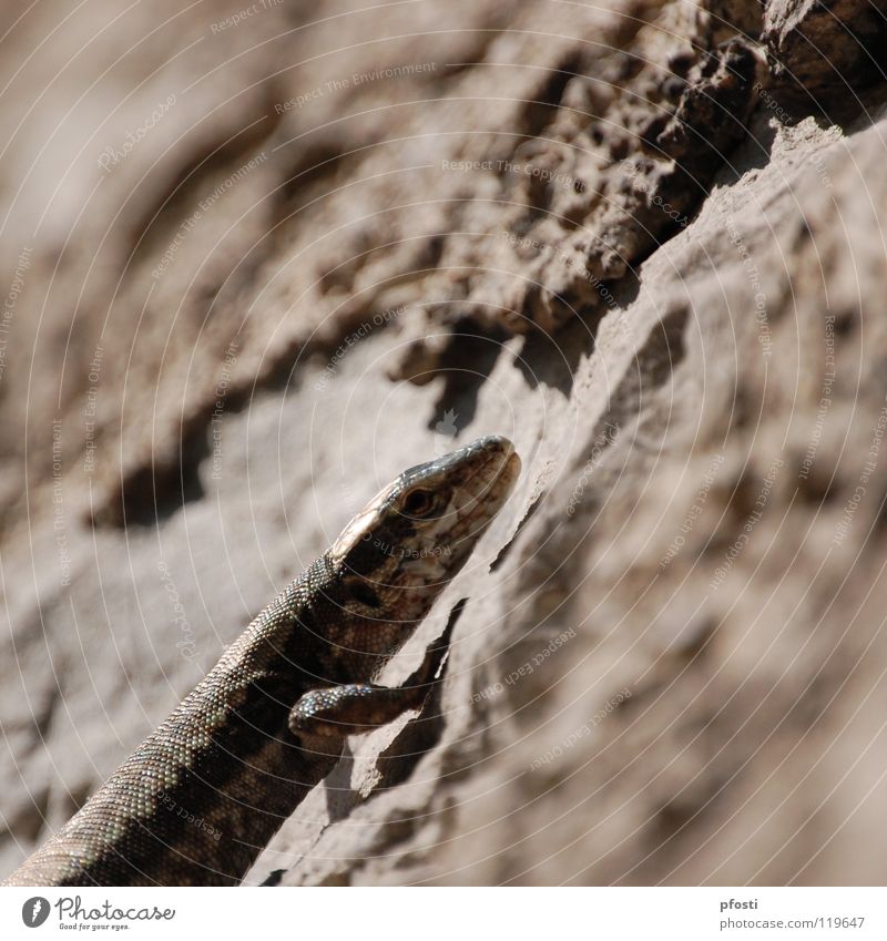 enter the gecko! Echte Eidechsen Echsen Gecko Salamander Reptil Evolution Umweltschutz Tier Lebensraum Wildnis Biotop Lebewesen Überleben gefährlich Futter