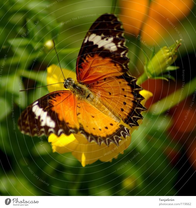 butterfly II Schmetterling Blume Blüte Pflanze Gras Blatt gelb braun weiß schwarz mehrfarbig Sommer Insekt Abheben Pause Physik Thailand gestreift Fühler grün