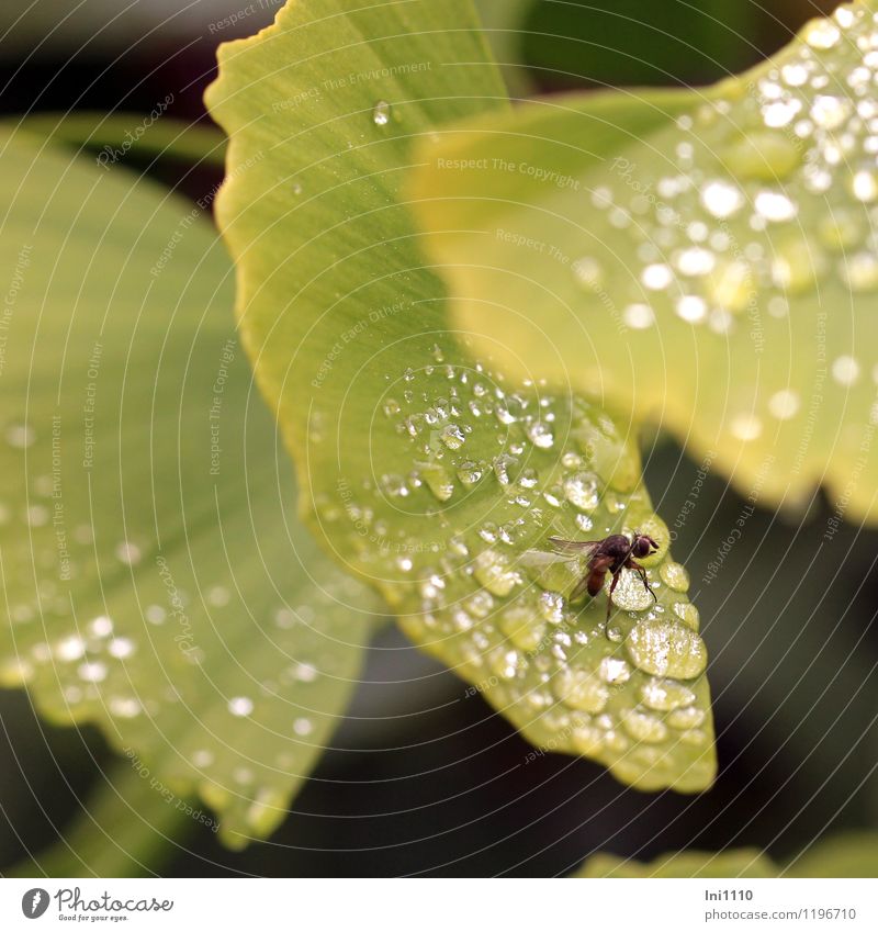 Gingoblatt mit Fliege Pflanze Tier Wasser Wassertropfen Frühling Baum Blatt Grünpflanze Ginkgo Garten Park Wald Wildtier außergewöhnlich frisch glänzend nass