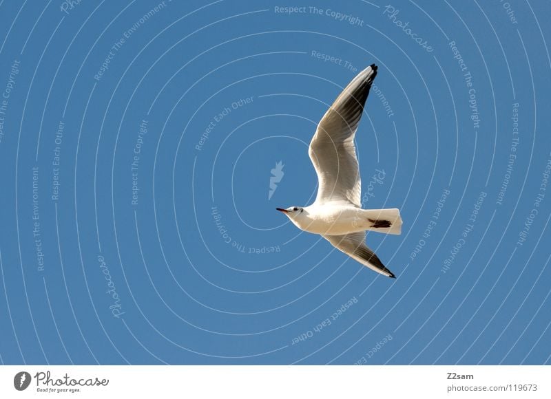 einer von vielen Vogel weiß Feder drehen Tier Spannweite fliegen Flügel Himmel blau hell Kurve