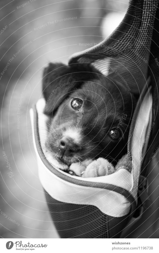 Adorable little Puppy in a Bag Tier Haustier Hund 1 Tierjunges kuschlig niedlich schwarz weiß Sicherheit Schutz Geborgenheit Tierliebe Treue Gelassenheit puppy