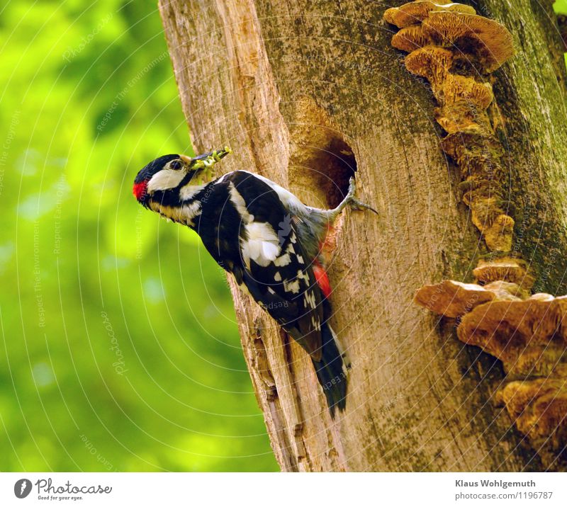 Schnauze voll Umwelt Natur Tier Sonnenlicht Frühling Sommer Schönes Wetter Baum Park Wald Wildtier Vogel Wurm Tiergesicht Flügel Krallen Buntspecht Männchen