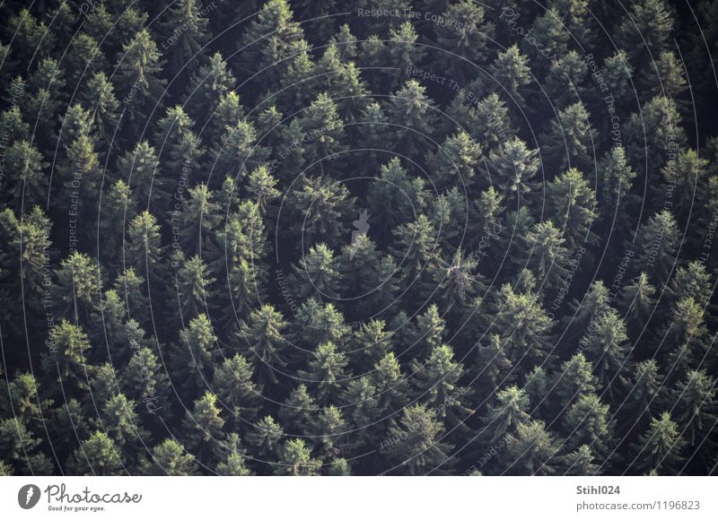 Fichtenwald Erholung ruhig Ballonfahrt Natur Landschaft Pflanze Tanne Wald Monokultur beobachten fliegen Blick dunkel stachelig grau grün schwarz Traurigkeit
