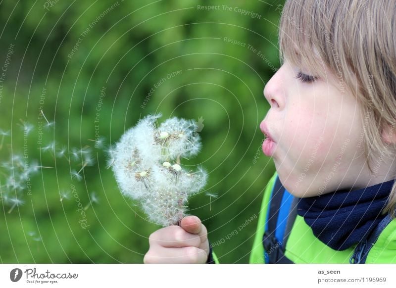 Der Junge mit der Pusteblume Kindheit Leben 1 Mensch 8-13 Jahre Umwelt Natur Pflanze Frühling Sommer Blume Blüte Löwenzahn Wiese Feld Wald Blumenstrauß