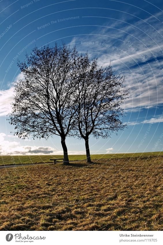 Alleinstehendes Baumpaar im Januar Winter Landschaft Pflanze Erde Luft Himmel Wolken Horizont Wetter Feld Hügel Streifen Wachstum warten Zusammensein dünn blau