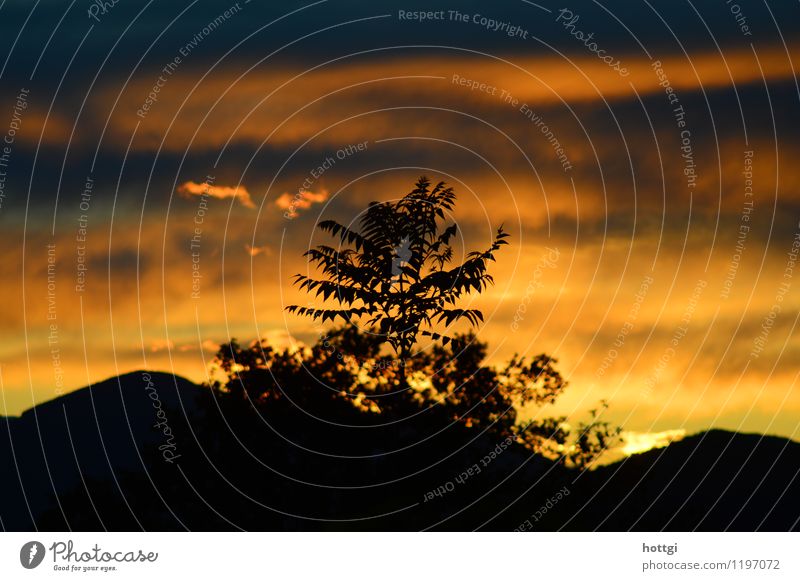 Sonnenuntergang Purasca Schweiz harmonisch Wohlgefühl Erholung Natur Landschaft Himmel Wolken Sonnenaufgang Frühling Baum Park Berge u. Gebirge laufen schön