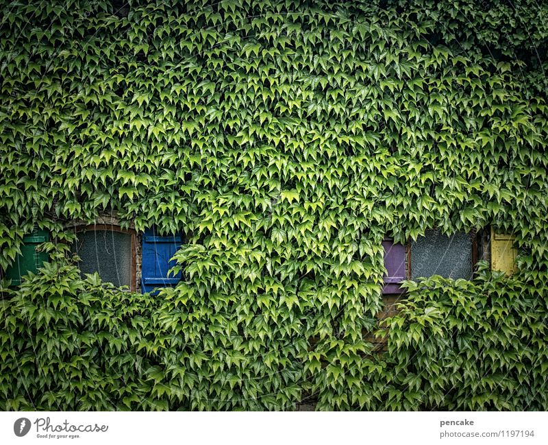 weiter beobachten | 700 Maler Kultur Natur Fassade Fenster Zeichen Efeu Fensterladen Wachstum durchwachsen Durchblick blind böse Blick Zweifel Farbfoto