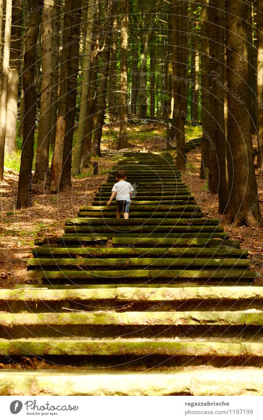 Eine Treppe in den Wäldern Freiheit Berge u. Gebirge Kleinkind Junge 1 Mensch 1-3 Jahre Frühling Baum Wald gehen einfach frei wild braun grün Tapferkeit Mut