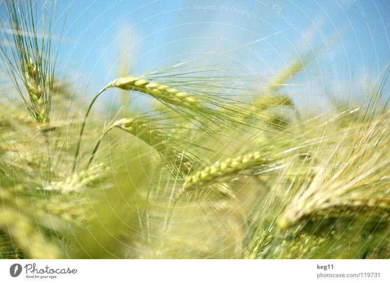 #33 Stürmisches Gerstenfeld Weizen Roggen Blume grün Gras Freizeit & Hobby beige braun nah Sommer Wiese Feld Halm Ähren weiß Mehl Korn ruhig Getreide Pflanze