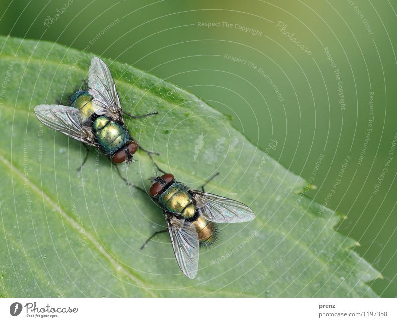 Fliegenklatsch und Tratsch Umwelt Natur Tier Frühling Sommer Schönes Wetter Wildtier 2 grün Insekt sitzen Kommunizieren Farbfoto Außenaufnahme Nahaufnahme