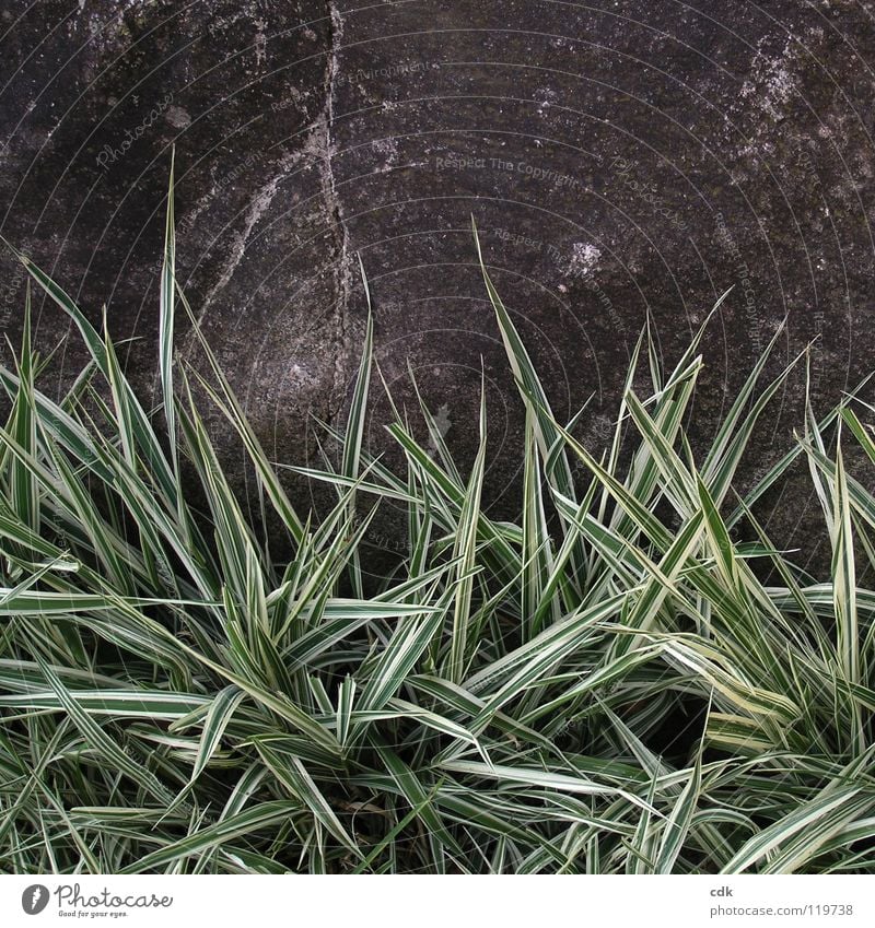 Ziergras und Stein | Tristesse Gras Park grün Pflanze grau dunkel trist Trauer Einsamkeit vergangen Langeweile November Winter Jahreszeiten Wachstum gedeihen