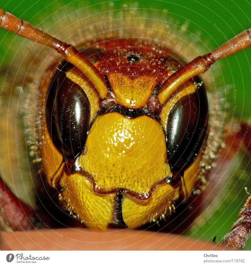 Igelschnitt : Hornisse ( Vespa crabro ) Hornissen Hautflügler schwarz gelb gefangen Hand Finger frontal Insekt Tier Fühler Aussehen stechen Sommer Frühling
