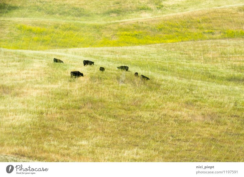 bildschön Natur Landschaft Pflanze Gras Wildpflanze Feld Hügel Nutztier Kuh Rind Tiergruppe Herde entdecken Essen Fressen füttern authentisch frei natürlich