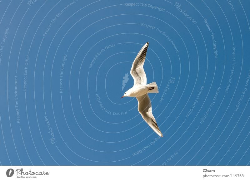 einer von vielen Vogel weiß Feder drehen Tier Spannweite Frieden fliegen Flügel Himmel blau hell Kurve
