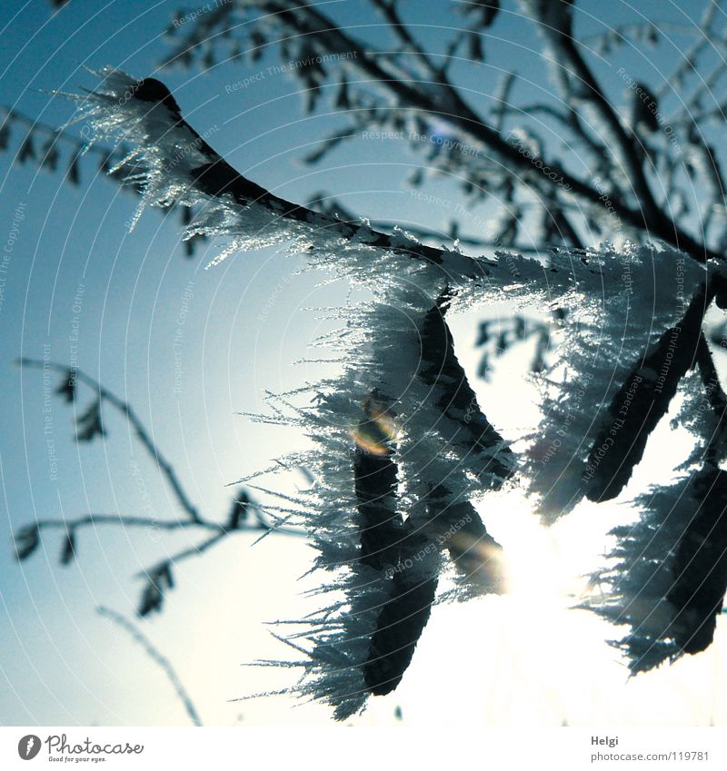 Raureif mit langen Spitzen an Haselzweigen im Gegenlicht Eis kalt frieren gefroren Eiskristall glänzend Baum Haselnuss Pflanze dünn emporragend Sonne Licht