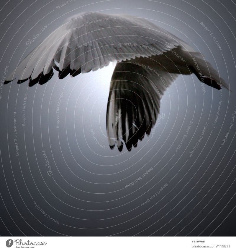 blindflug Möwe Vogel Tier weiß grau schwarz Wolken Rendsburg Einsamkeit verdeckt verstecken Himmel Lachmöwe nord-ostsee-kanal seevogel Luftverkehr fliegen