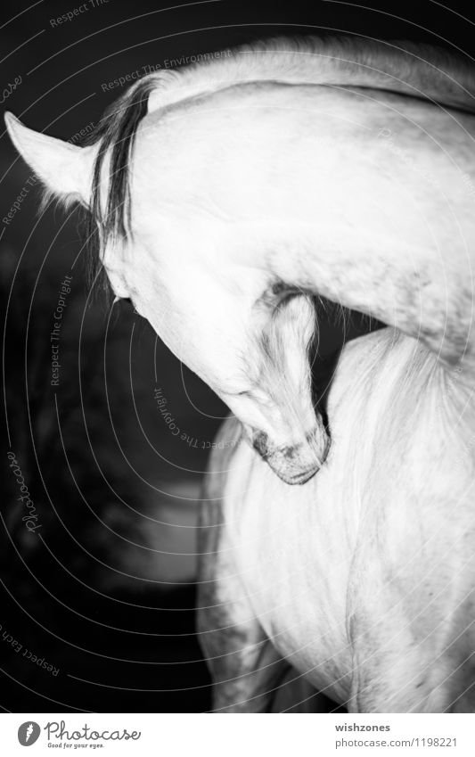 Andalusian Horse Reiten Natur Tier Pferd 1 elegant schwarz weiß sanft schön Muskulatur Fell Hals Kopf Ohr Schwarzweißfoto Außenaufnahme Menschenleer Abend