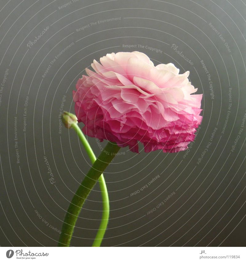 ranunkel 2 Blume Blüte rein überlagert Leben Kraft rosa grün grau schön Trollblume Schichtarbeit Niveau Strukturen & Formen Bewegung sanft