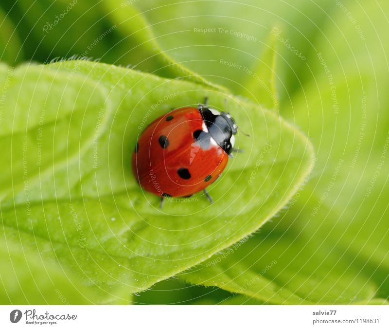 endlich Pause Tier Wildtier Käfer Marienkäfer Insekt 1 berühren Fröhlichkeit Gesundheit Glück klein niedlich grün rot Farbe Gesundheitswesen Liebe ruhig Umwelt