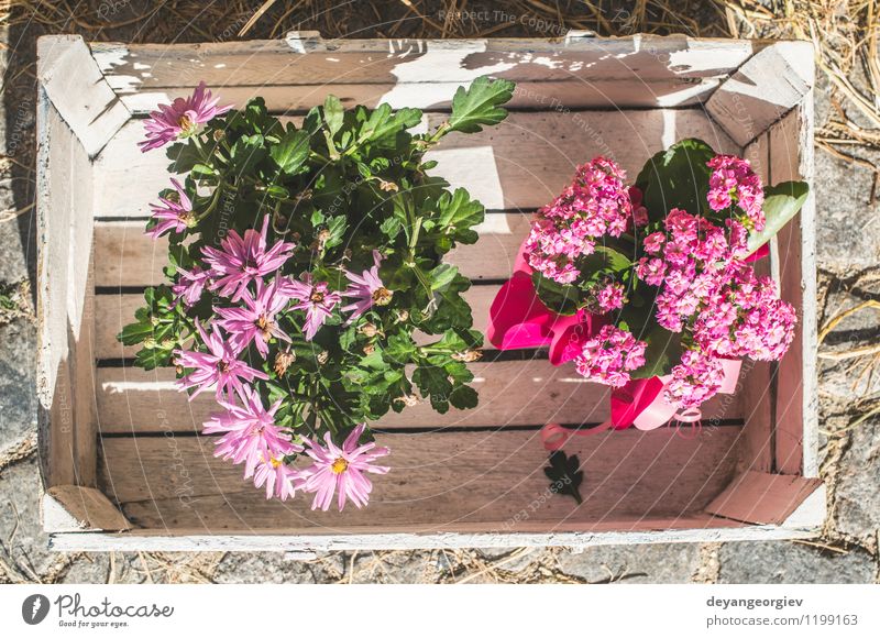 Blumen in der weißen Weinlesekiste Design schön Leben Haus Dekoration & Verzierung Kunst Pflanze Container Blumenstrauß alt fallen natürlich retro grün rosa