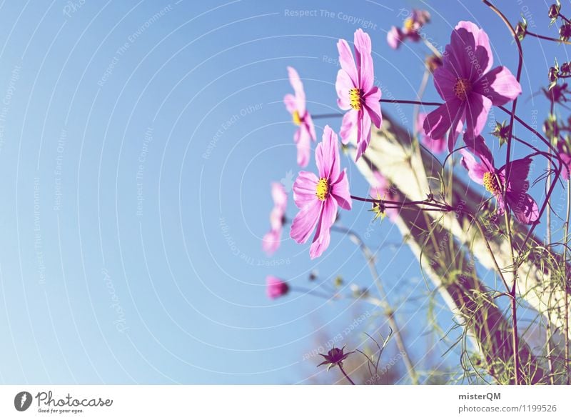 Gartenfreude. Natur Landschaft Schönes Wetter ästhetisch Zufriedenheit Blume Blumenwiese Blumenbeet violett Himmel Blüte Blütenblatt Farbfoto Gedeckte Farben