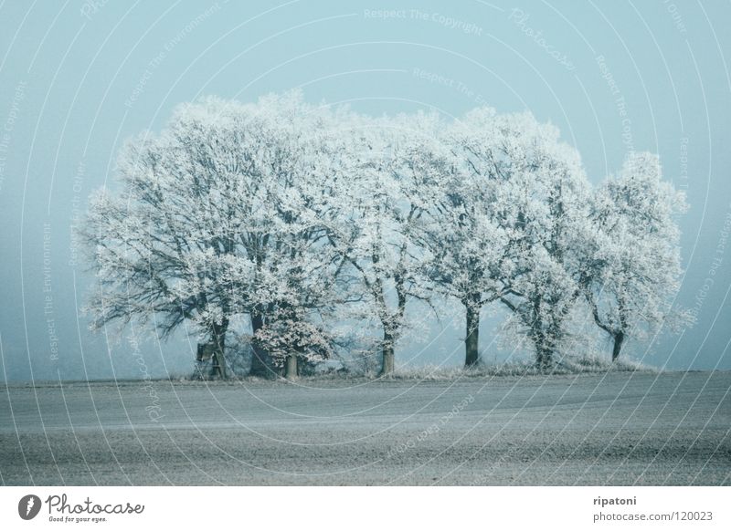 Reife Bäume im Nebel Winter Nebelstimmung Bäume im Winter Raureif Winterbäume Bäume auf einer Lichtung grua in grau stimmungsvolle Winterzeit mystische Anmutung