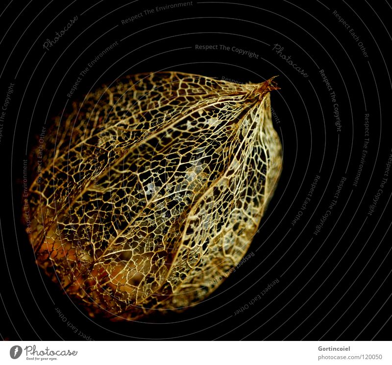 Golden Network I Stil Design Winter Umwelt Natur Pflanze Herbst Blatt Blüte Dekoration & Verzierung Linie Netz Netzwerk schön gold schwarz Physalis durchsichtig