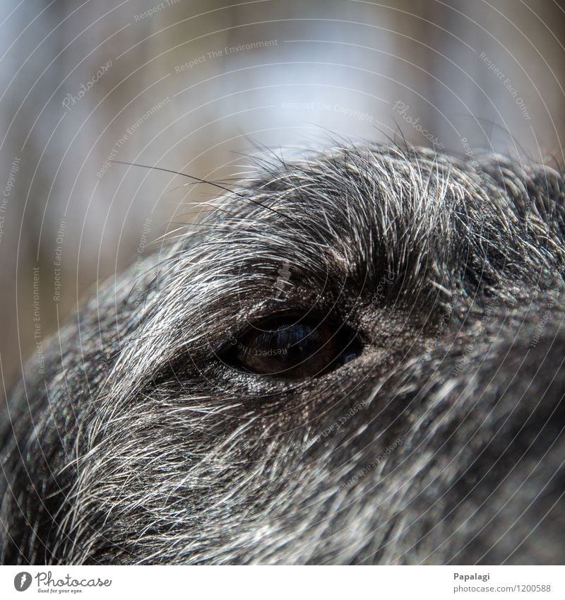 Schwarzes Loch Tier Haustier Hund Tiergesicht 1 Vertrauen Hundeblick Pupille Fell Säugetier Nahaufnahme Auge Hundeauge schwarz grau Wimpern Farbfoto