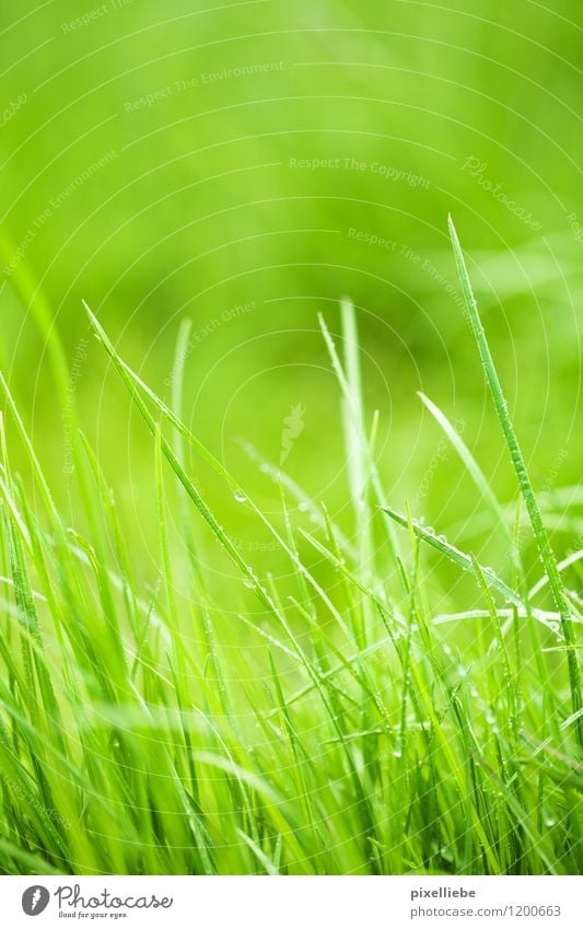 Nasses grünes Gras Ausflug Camping Garten Gartenarbeit Landwirtschaft Forstwirtschaft Natur Pflanze Wassertropfen Sonnenlicht Frühling Sommer Schönes Wetter
