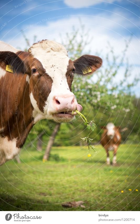 glückliche Kühe Landwirtschaft Forstwirtschaft Himmel Frühling Sommer Baum Wiese Weide Nutztier Kuh 2 Tier Fressen genießen authentisch frei Gesundheit lustig