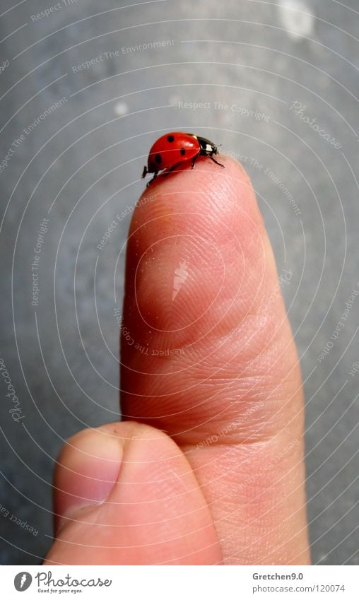 Marienkäfer Finger grau rot Insekt Haut Stein Punkt Käfer Glück