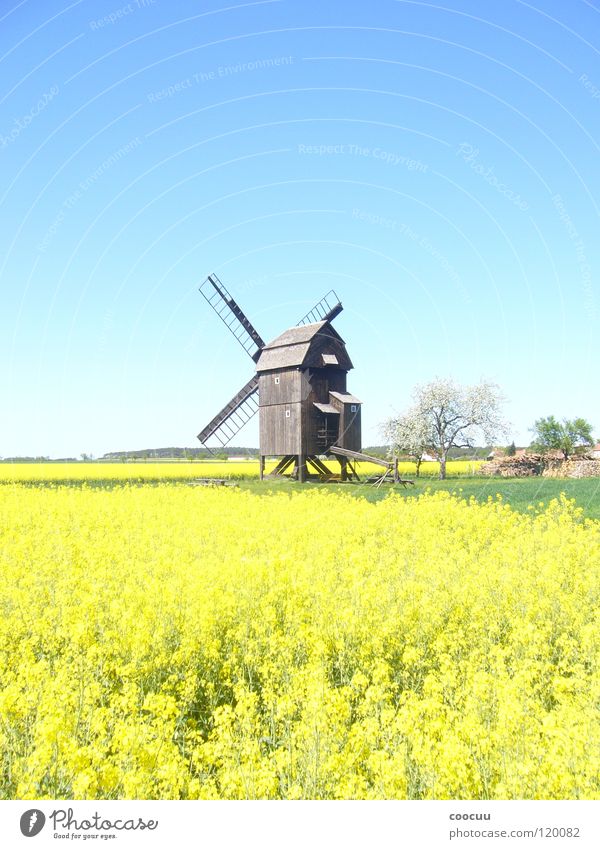 Windmühle Sommer Raps Feld Heimat Natur Himmel und Erde