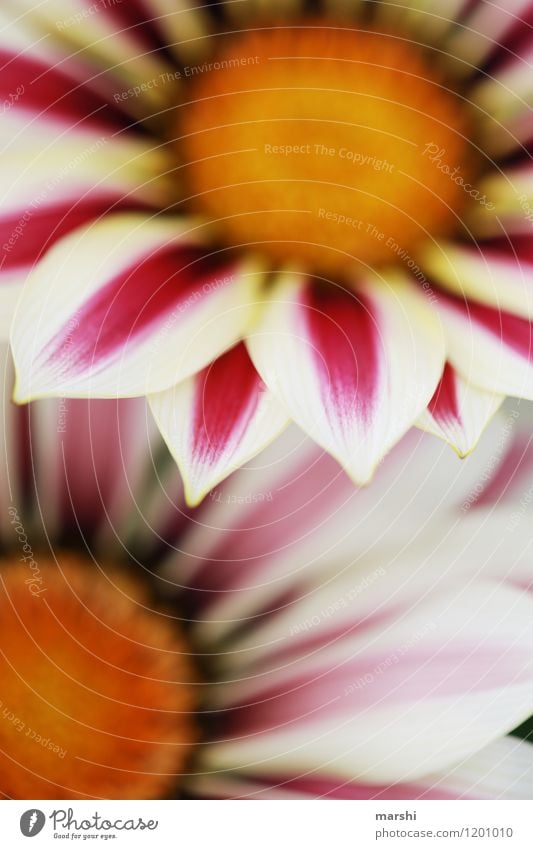 Mittagsgold Pflanze Stimmung Blumenstrauß Gazanie Blütenblatt Schwache Tiefenschärfe rosa sommerlich Garten Farbfoto Nahaufnahme Detailaufnahme Makroaufnahme
