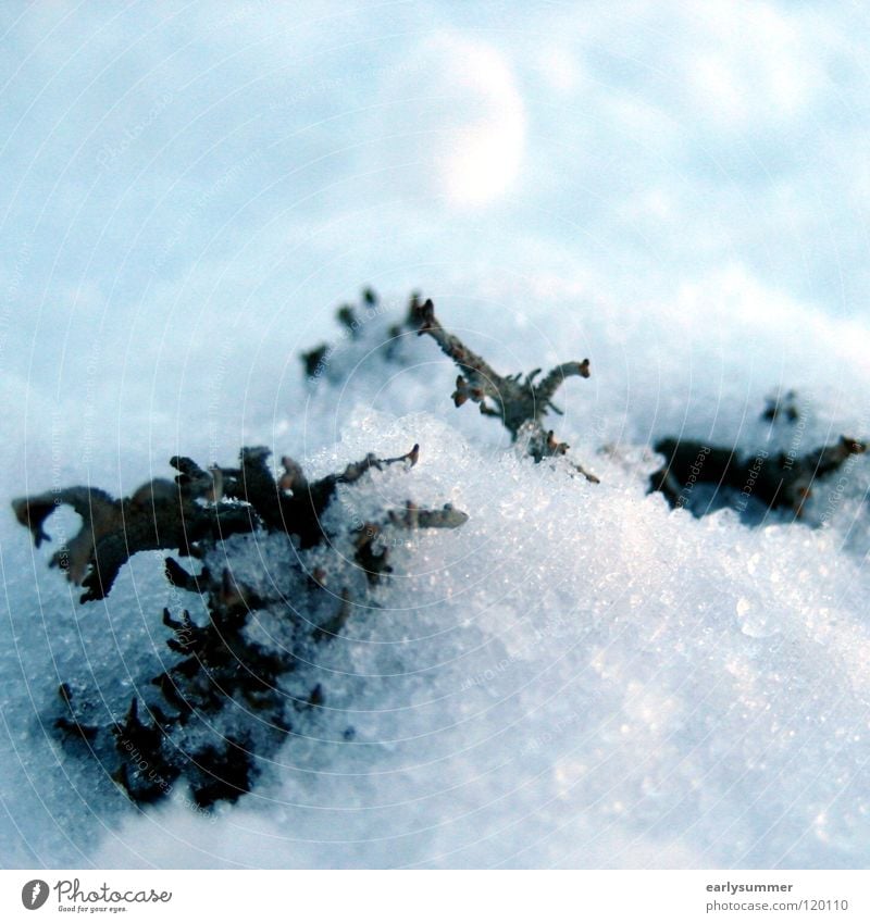 Versteckt im Schnee Winter Winterurlaub Skier weiß Skigebiet Baum Höhenmeter Österreich Berghang Tiefschnee Pflanze Wachstum gedeihen Frühling Geäst Holz tauen