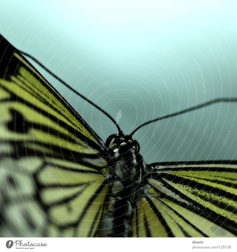 smooth* Natur Tier Schmetterling Flügel 1 fliegen krabbeln exotisch schön weich Vorsicht ruhig Leichtigkeit Insekt Fühler Sechsfüßer Fluginsekt Chitin