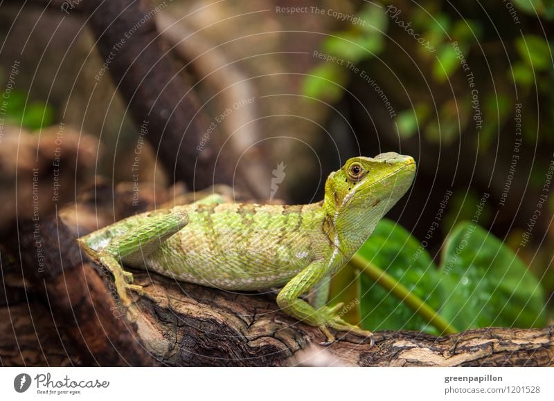 Basilisk auf einem Baumstamm - Grüne Energie Umwelt Natur Tier exotisch Urwald Schuppen Helm Basilisk Kronenbasilisk Helmeted Baselisk Terrarium krabbeln Reptil