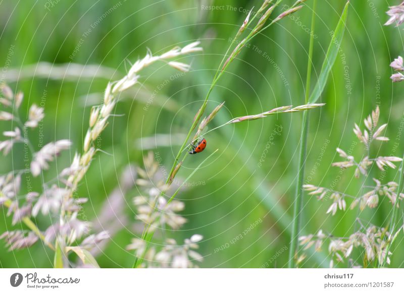und wieder runter ... Natur Landschaft Tier Wildtier Käfer 1 Bewegung hängen krabbeln Marienkäfer Farbfoto Außenaufnahme Nahaufnahme Tag Sonnenlicht