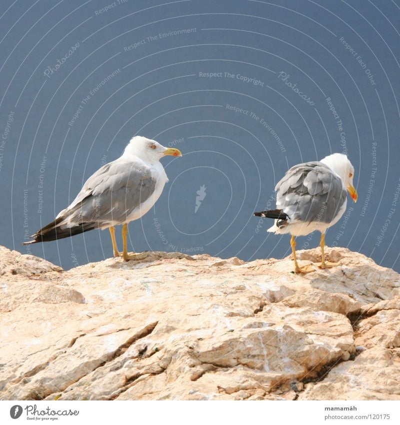 Ich mach nen Abflug! Teil 2 Möwe See Meer stehen Schnabel Langeweile Vogel Seemöwe Stein Felsen Feder Fuß Himmel Berge u. Gebirge Ausschau halten