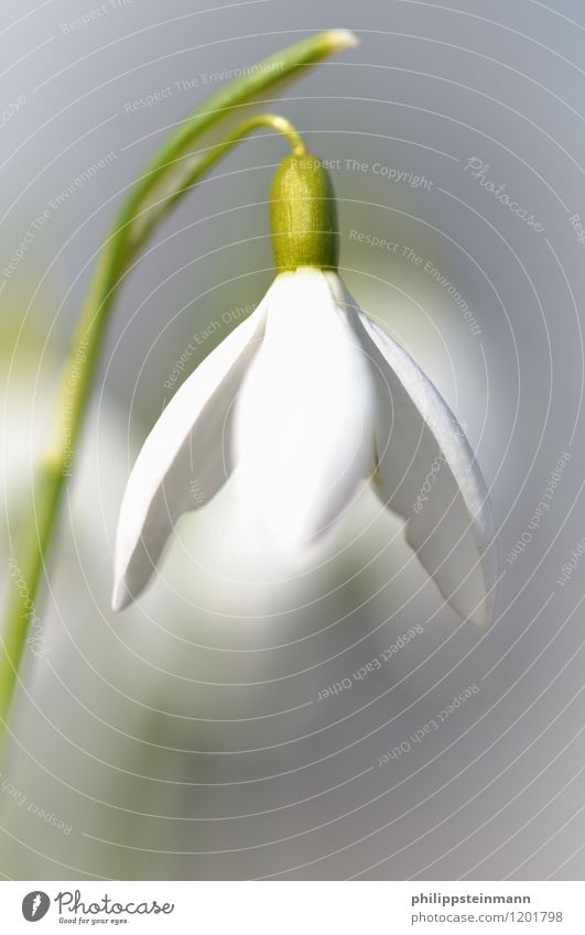 Schneeglöckchen Weißröckchen Garten Umwelt Natur Pflanze Sonnenlicht Frühling Schönes Wetter Blume Park Wiese Dekoration & Verzierung Blumenstrauß Erholung