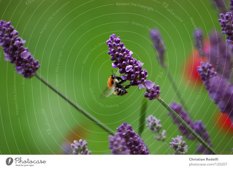 ein bisschen sommer (hummel) Biene Hummel Lavendel Frankreich grün rot Sommer Insekt Ferien & Urlaub & Reisen Stengel Blütenstiel sammler blau france Flügel