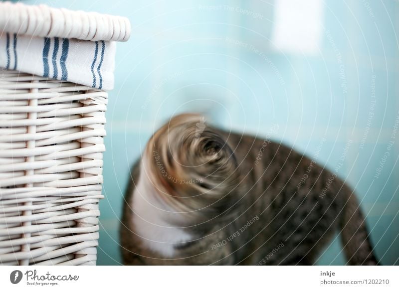 Katzenleben - Schleudergang | schwindelig Haustier Tiergesicht 1 Bewegung Ekel Kopfschütteln drehen Farbfoto Innenaufnahme Nahaufnahme Menschenleer