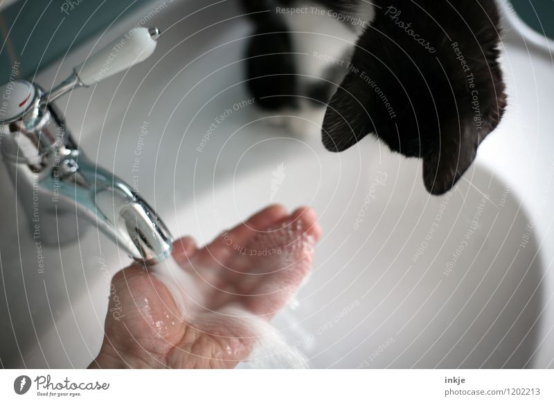 Katzenwäsche Lifestyle Freude Freizeit & Hobby Spielen Häusliches Leben Bad Hand Wasserhahn Haustier Katzenohr 1 Tier Tierjunges Wasserstrahl Waschbecken