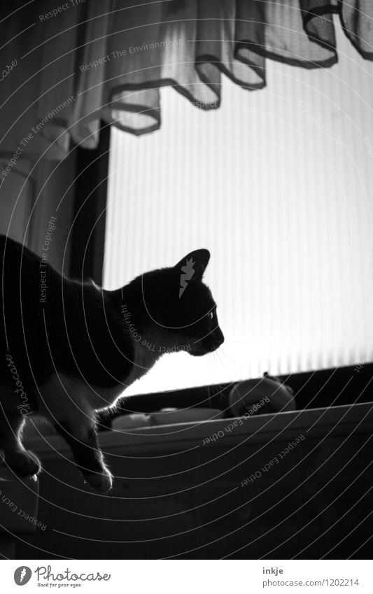 Katzenleben II Häusliches Leben Raum Bad Menschenleer Fenster Gardine entdecken hocken Blick springen dunkel Neugier Interesse Schwarzweißfoto Innenaufnahme